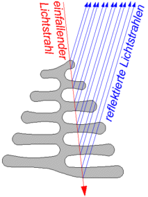 morphoschuppe